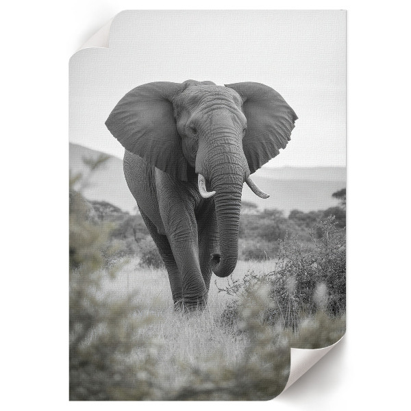 Tisk na plátno Africký slon