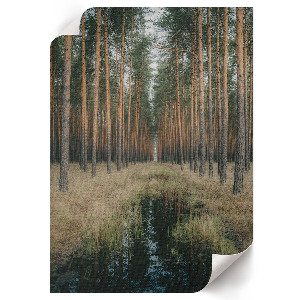 Plakát na zeď Lesní symetrie