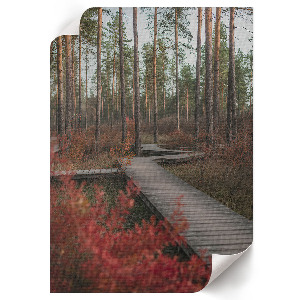 Tisk na plátno Lesní cesta
