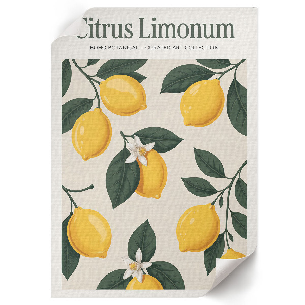 Plakát Citrus limonum