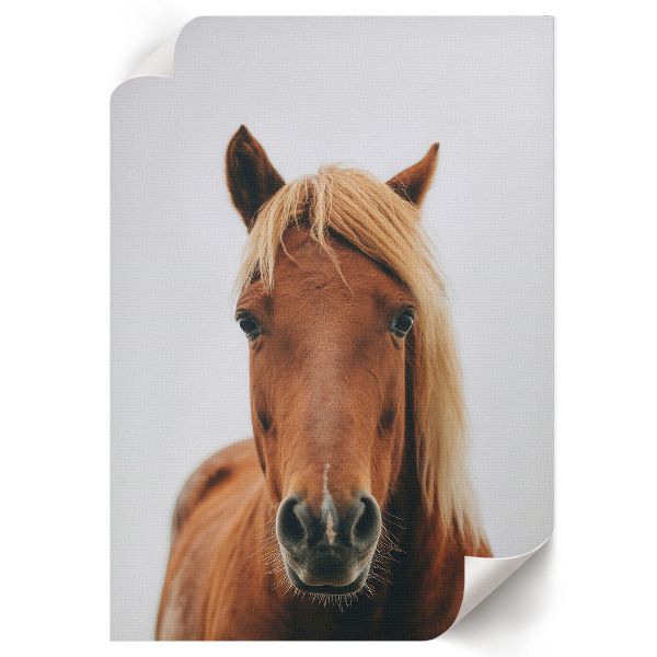 Plakát na zeď Portrét koně