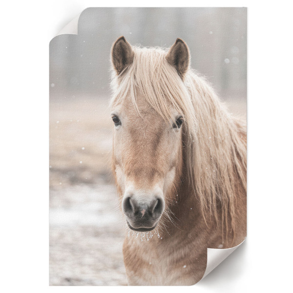Plakát na zeď Zimní kůň