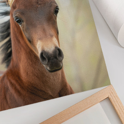 Dekorativní plakát Kůň s korunou