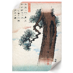Plakát z fotky Japonská borovice
