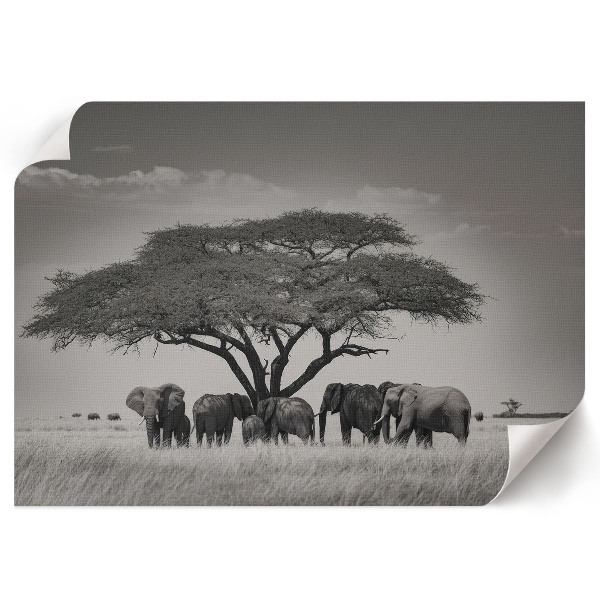 Prémiový nástěnný plakát Africká savana