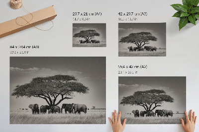 Prémiový nástěnný plakát Africká savana