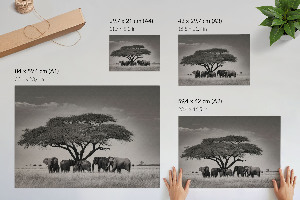Prémiový nástěnný plakát Africká savana