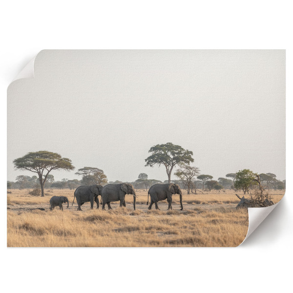 Dekorativní nástěnný plakát s motivem africké savany