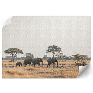 Dekorativní nástěnný plakát s motivem africké savany