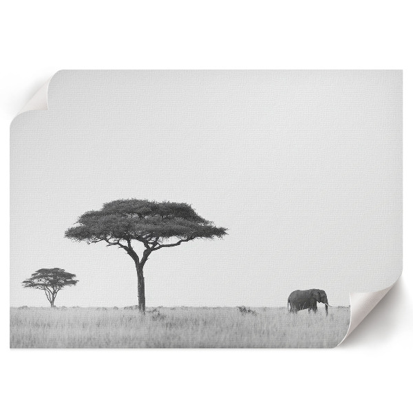 Dekorativní nástěnný plakát s motivem africké savany