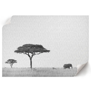 Dekorativní nástěnný plakát s motivem africké savany