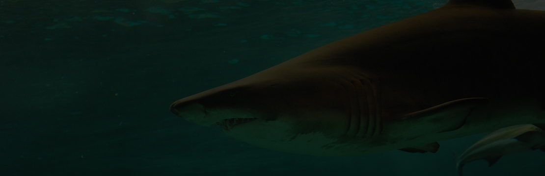 Plakáty mořští živočichové stránka 2